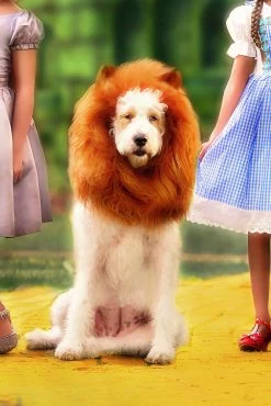 DOG LION MANE -Trish Scully 129 1