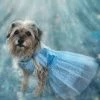 QUEEN OF THE KINGDOM FLUFFY DOG COSTUME -Trish Scully 16