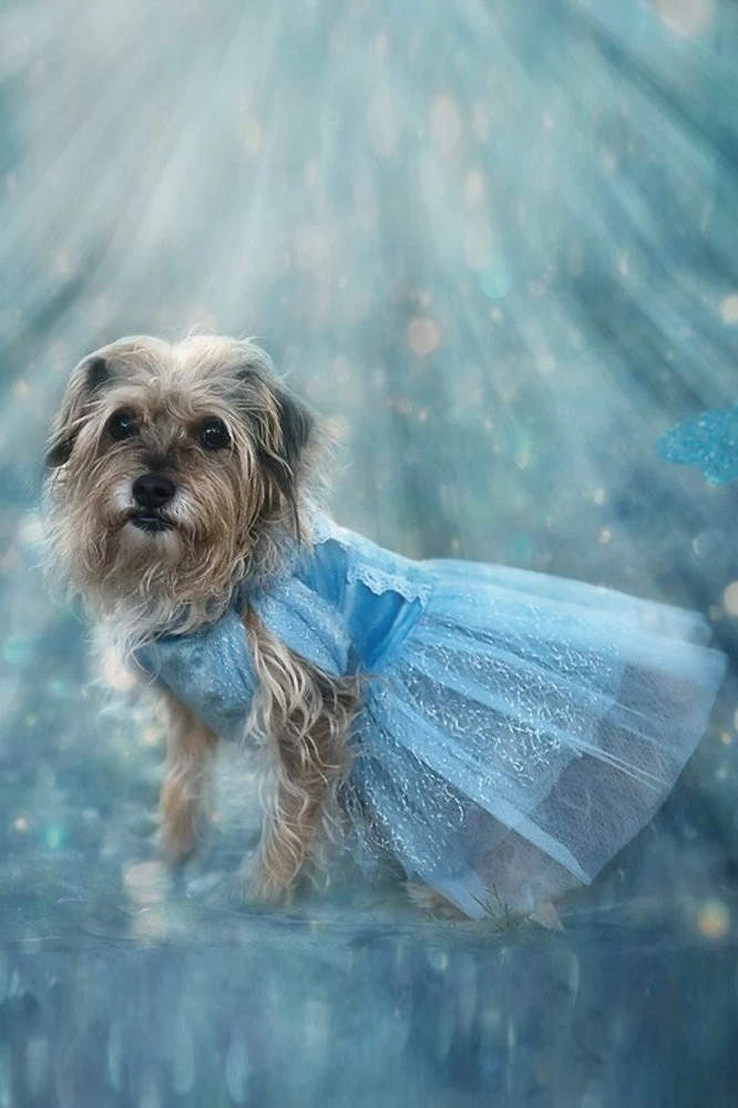 QUEEN OF THE KINGDOM FLUFFY DOG COSTUME 2 QUEEN OF THE KINGDOM FLUFFY DOG COSTUME