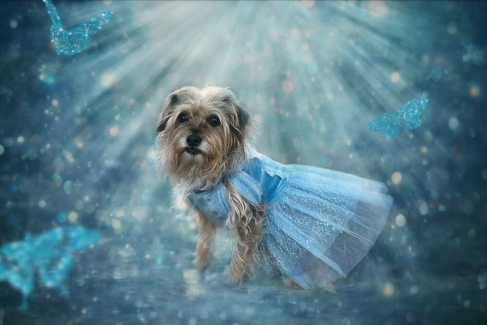 QUEEN OF THE KINGDOM FLUFFY DOG COSTUME 3 QUEEN OF THE KINGDOM FLUFFY DOG COSTUME - Image 2